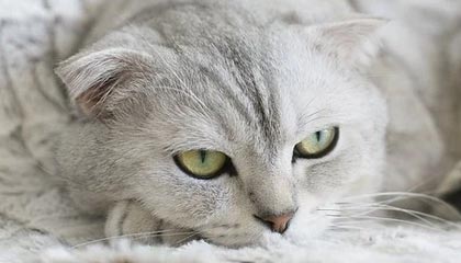 阳春伴游，定制QQ：3494206190微信：act1322