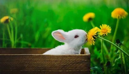 阳春伴游，定制QQ：3494206190微信：act1322